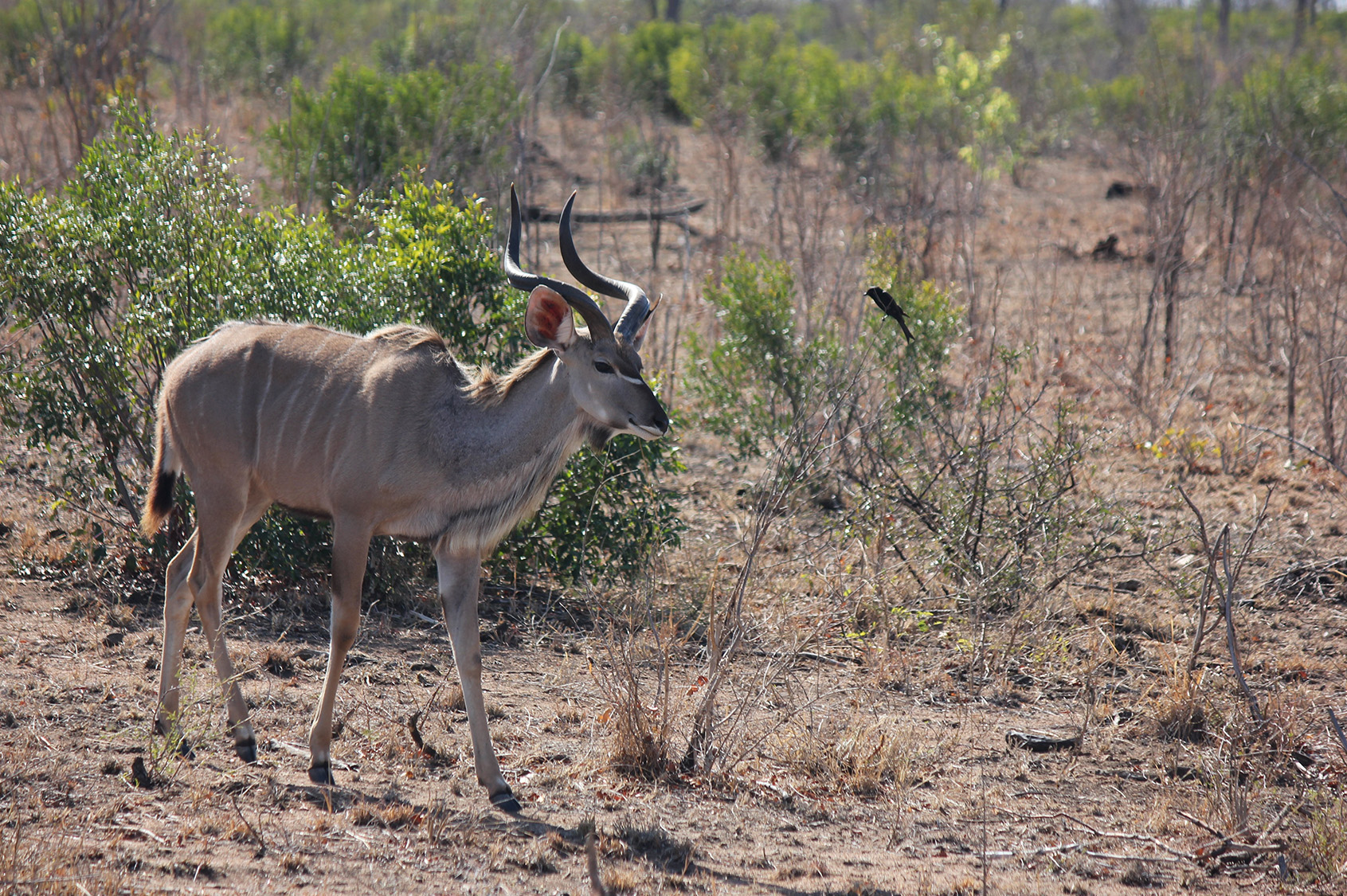 Are Kudus Aggressive? Kudu Behavior &Amp; Safety Guide 4 kudu-Irong Community Conservancy