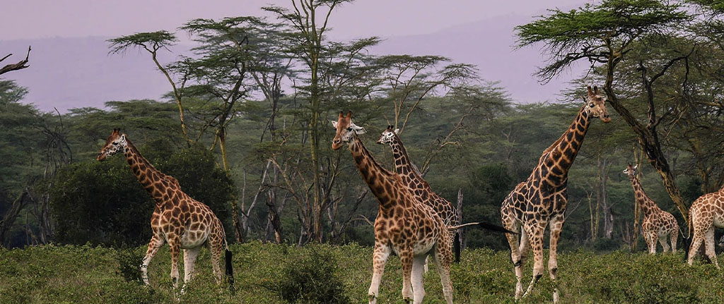 The Best African Safari Animals During A Game Drive 5 African safari animals
