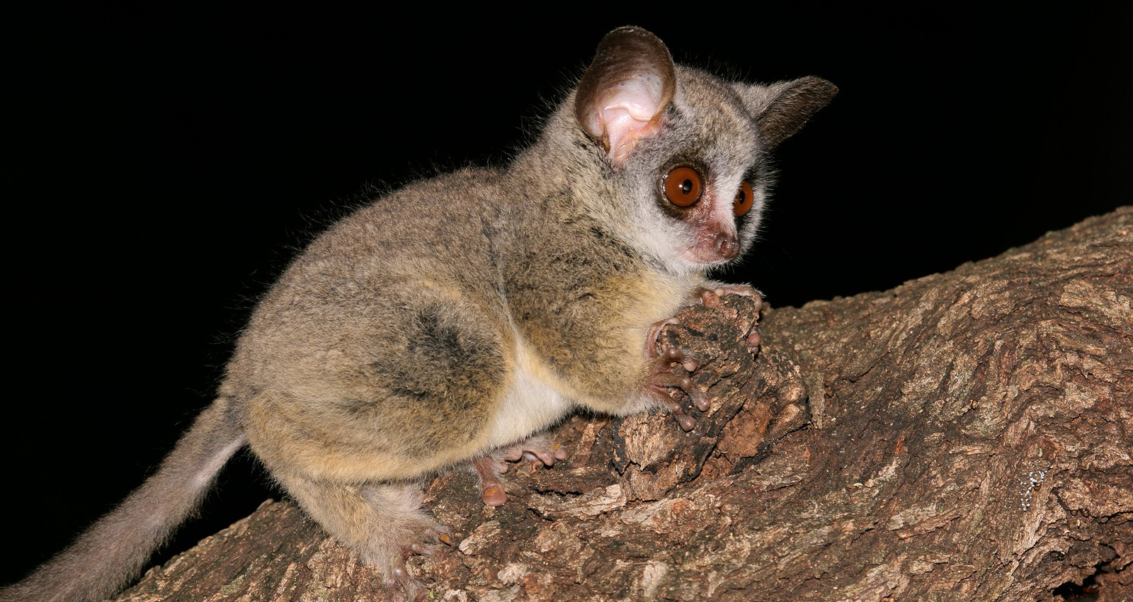 10 Lesser-Known Wild Animals In Kenya 18 Galago