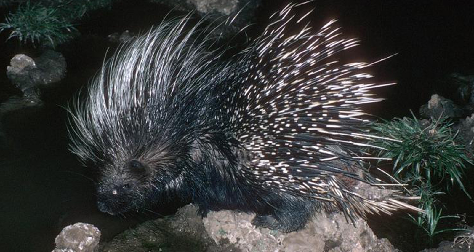 10 Safari Myths About African Wild Animals! 17 Porcupine03