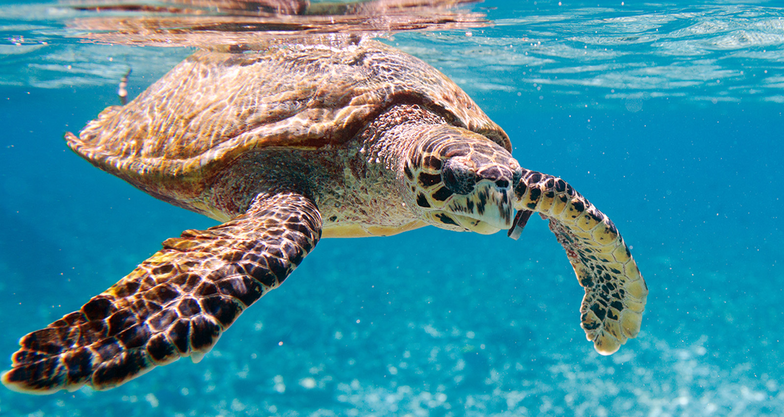 10 Lesser-Known Wild Animals In Kenya 17 Sea-Turtle