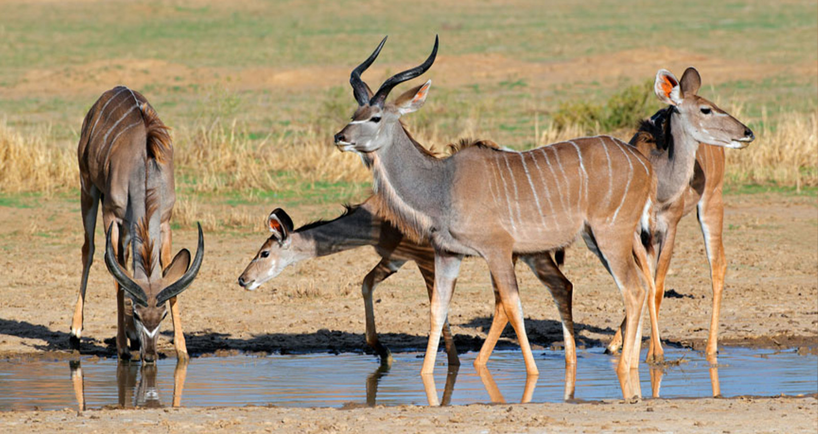 Are Kudus Aggressive? Kudu Behavior &Amp; Safety Guide 3 kudu