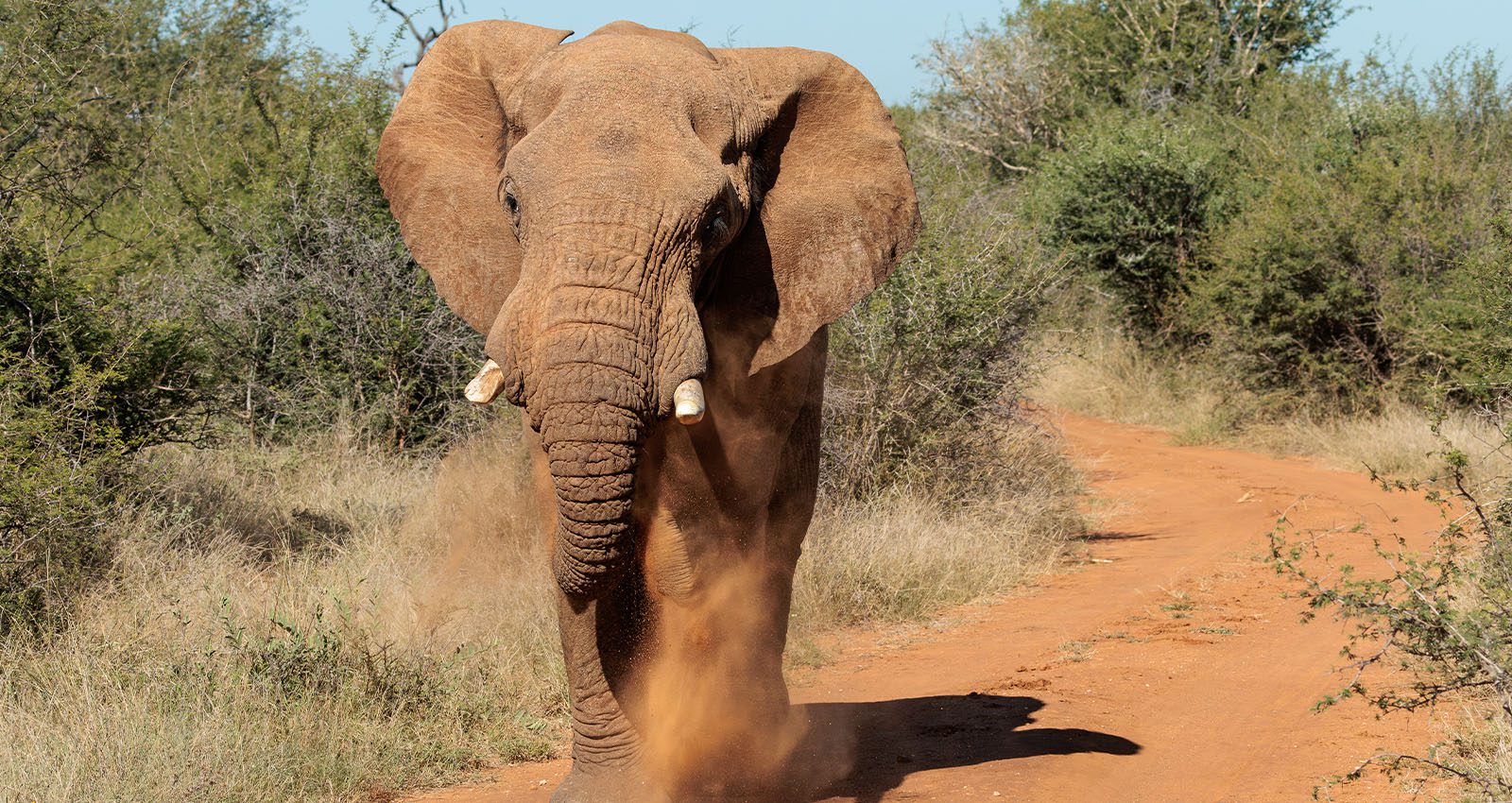 How Aggressive Are Elephants In Musth? 4 Dominant Bull