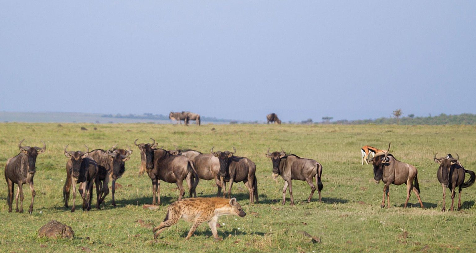 Masai Mara migration 2026