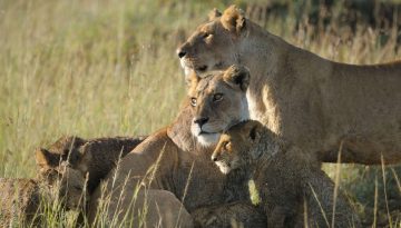 How long do lions live