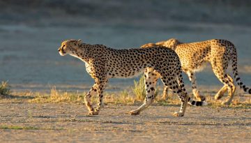 cheetahs live