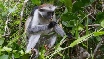 facts about red colobus monkeys