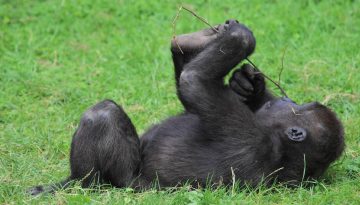 facts about gorillas