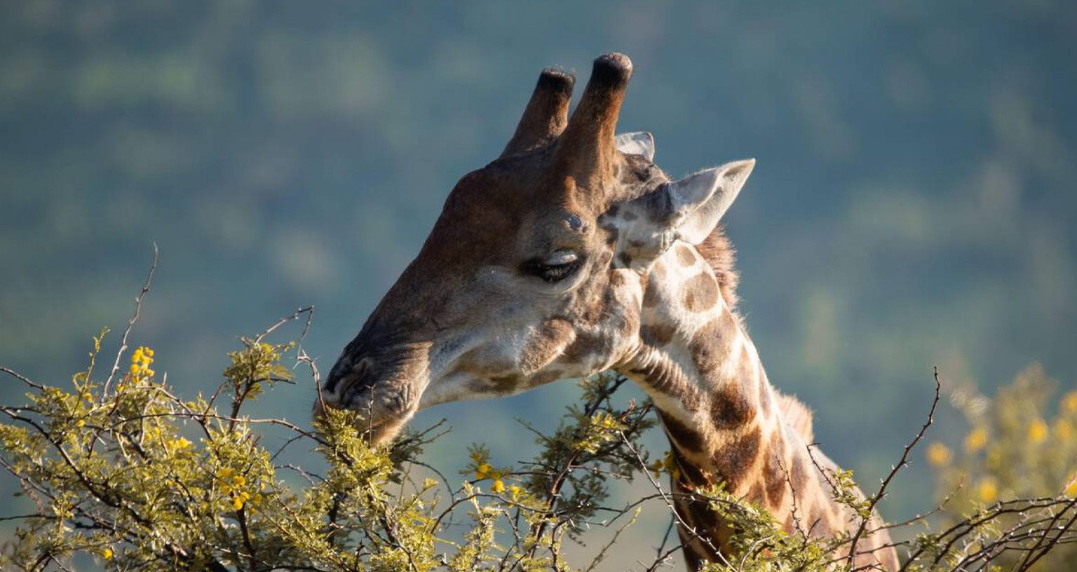 How Long Do Giraffes Live In The Wild? Exploring Their Lifespan In The Wild 3 Giraffes Live