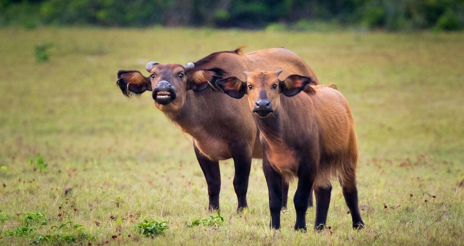 The Untold Power Of The African Forest Buffalo: Fascinating Facts You Never Knew 3 African Forest Buffalo