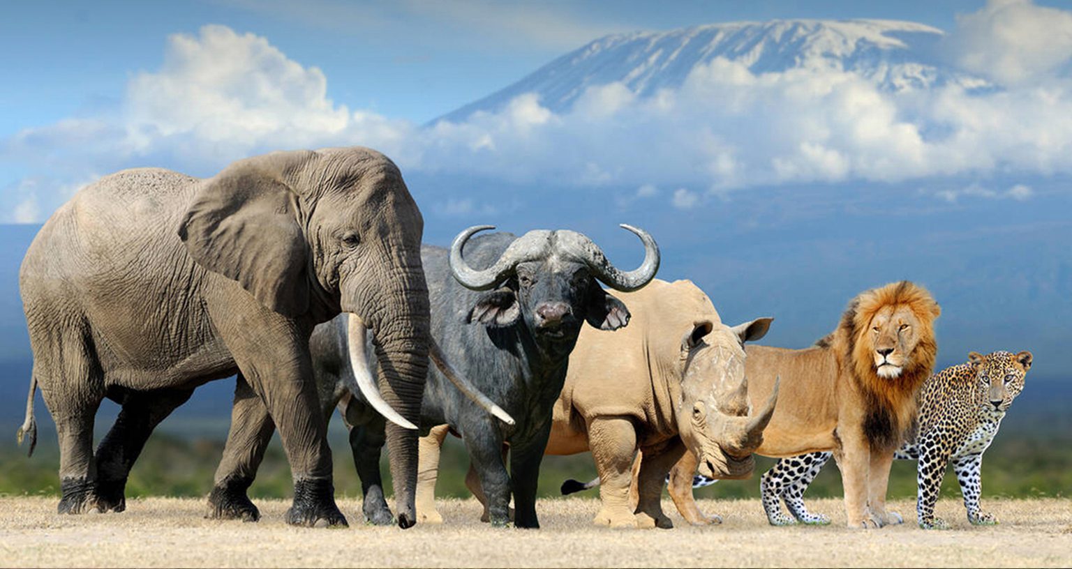The Best African Safari Animals During A Game Drive 4 African safari animals