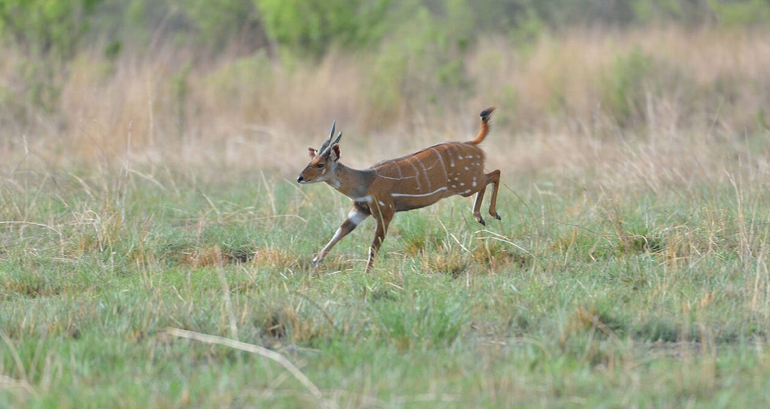 10 Interesting Facts About The Bushbuck: Africa’s Most Mysterious Antelope 6 Bushbuck 2