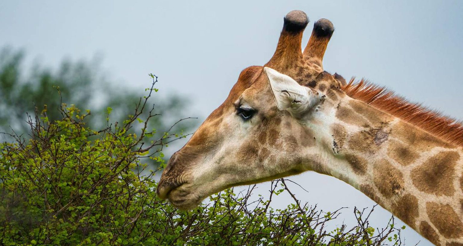 How Long Do Giraffes Live In The Wild? Exploring Their Lifespan In The Wild 4 Giraffes Live