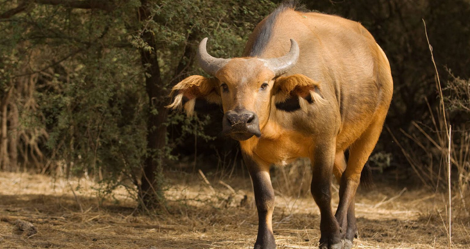 African Forest Buffalo