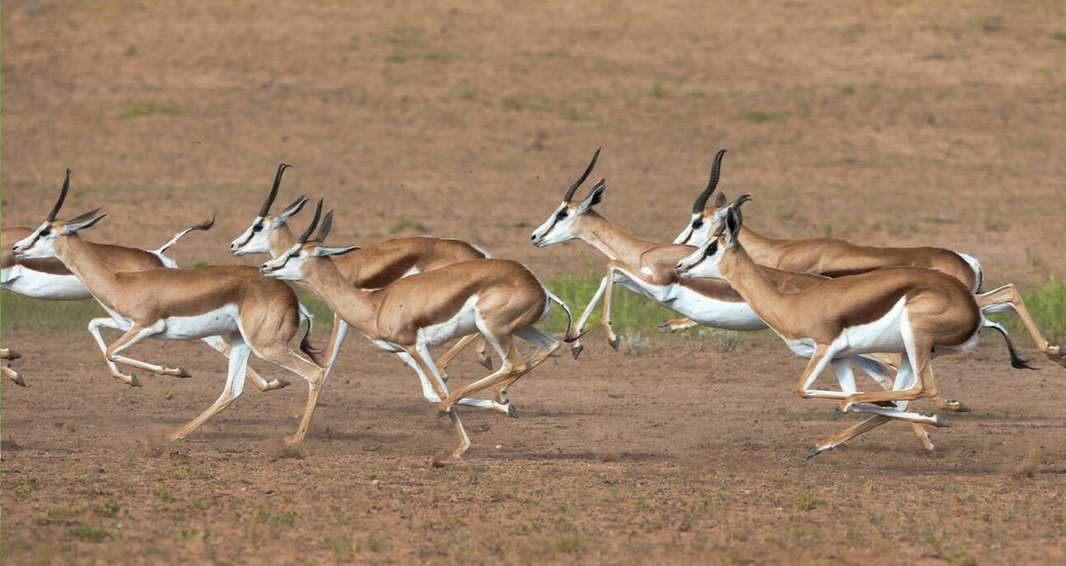 Why A Dry Season Safari Offers Africa’s Best Wildlife Viewing 6 fastest animals in Africa