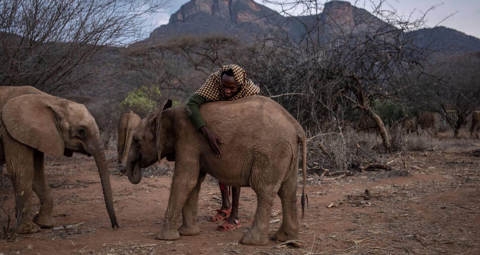 Elephant'S Lifespan: How Long Do Elephants Live In The Wild? 4 Reteti Elephant Sanctuary