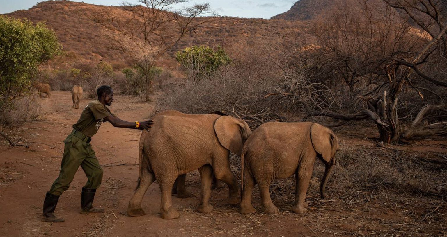 The Reteti Elephant Sanctuary: A Heartwarming Elephant Sanctuary Kenya Experience 4 Reteti Elephant Sanctuary