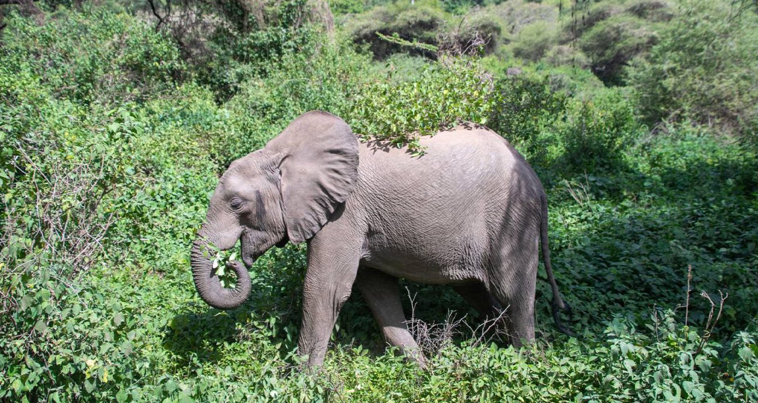 Do Elephants Have A Higher Iq Than Humans? 2 Kenya safari in March