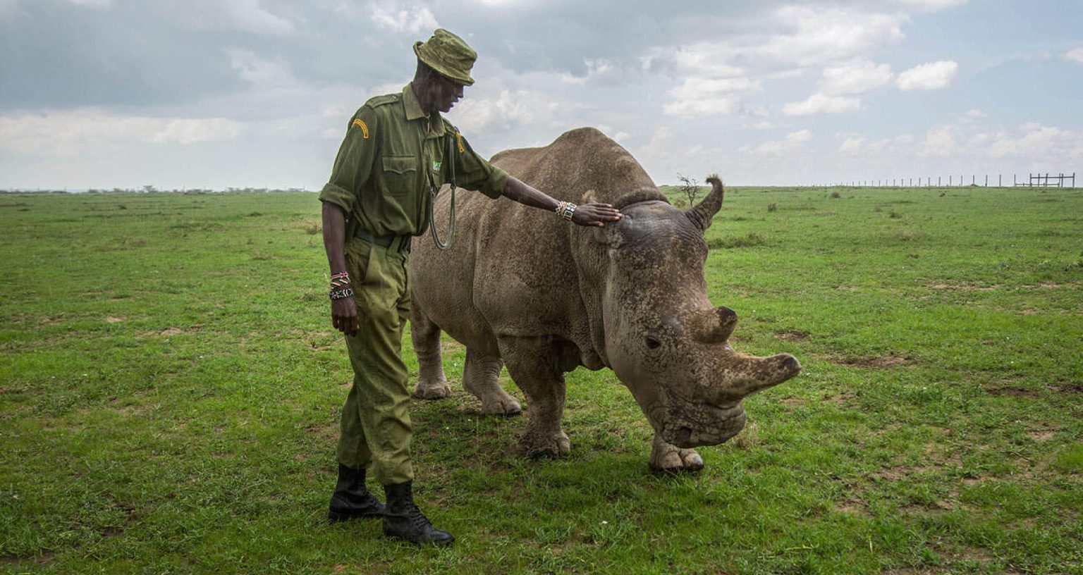 Meeting The 2 Last Northern White Rhinos At Ol Pejeta 4 Northern White Rhinos