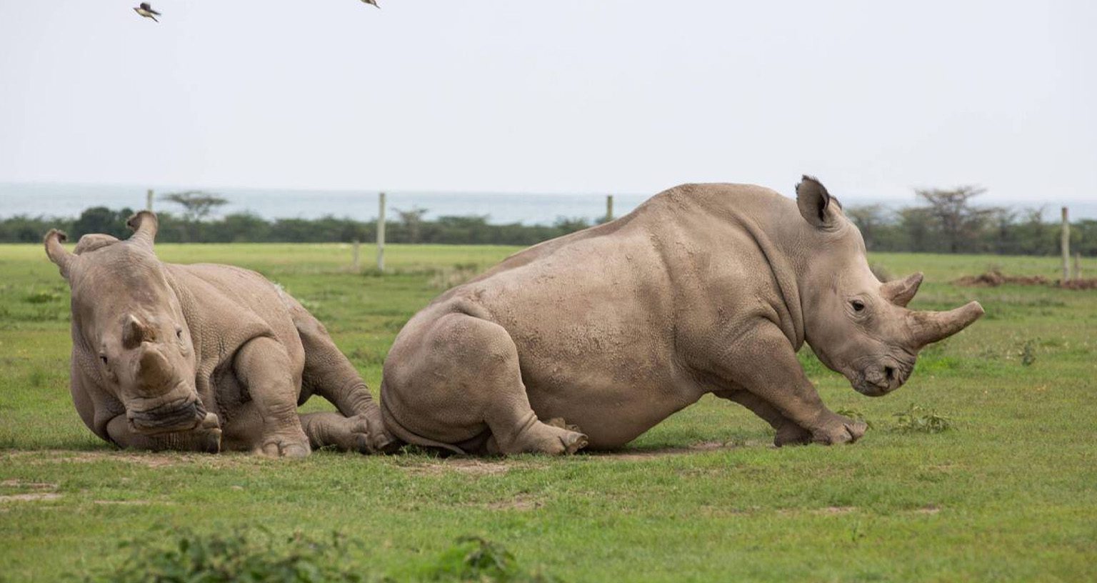 Meeting The 2 Last Northern White Rhinos At Ol Pejeta 3 Northern White Rhinos
