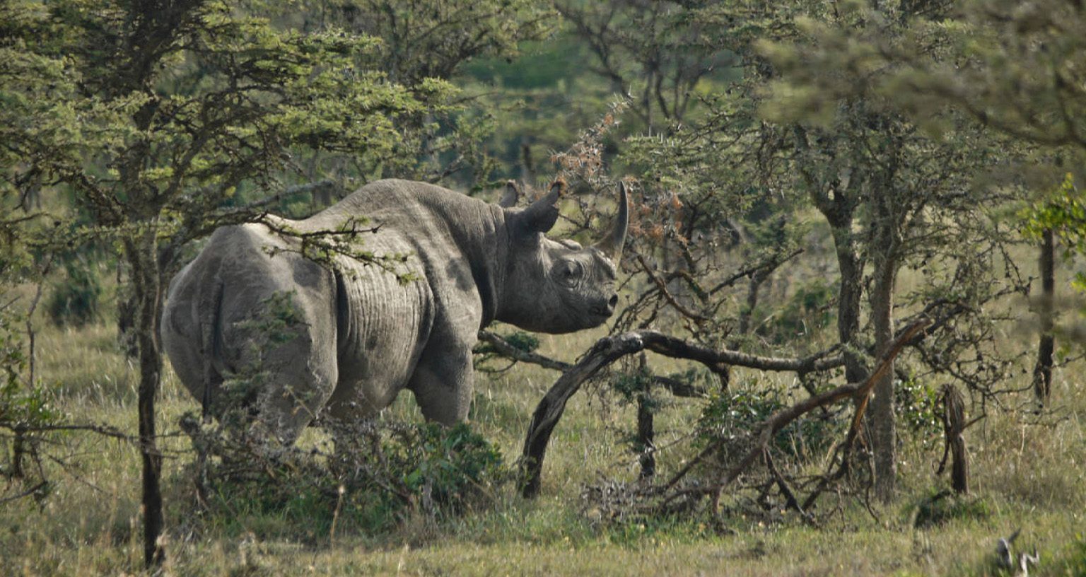 Rhino Tracking