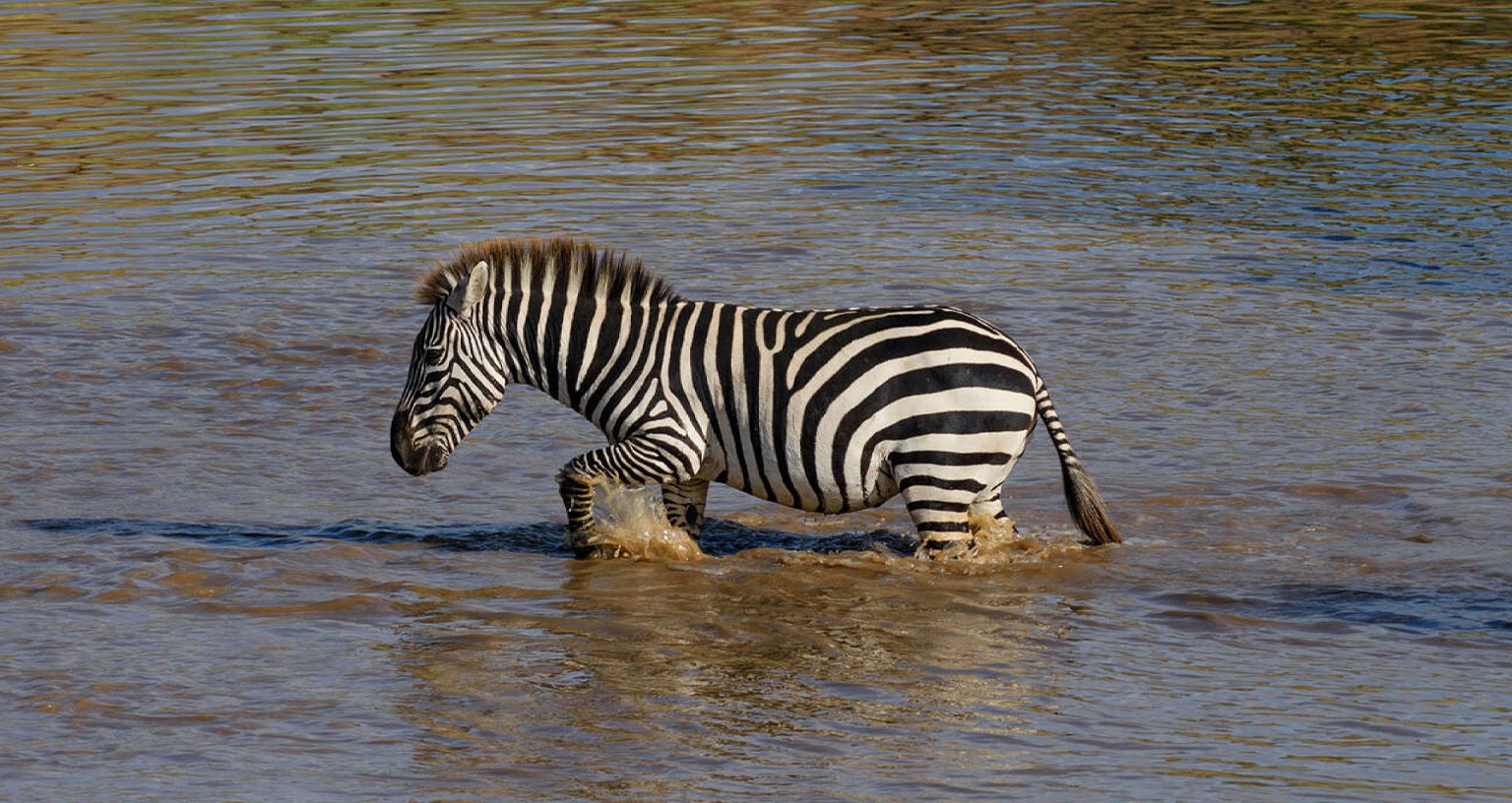 african safari cost