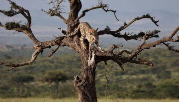 Kenya safari packages 2026