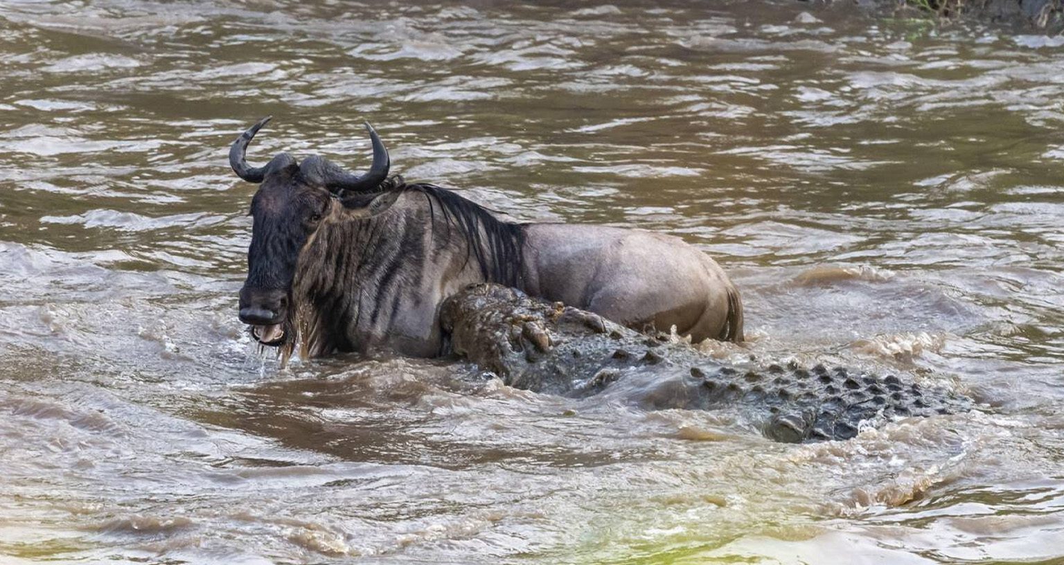 mara river crossing
