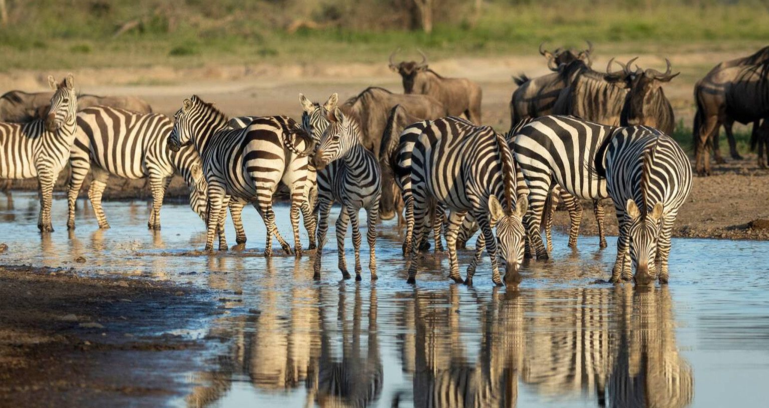 How Zebras Survive Predators: Stripes, Sleep &Amp; Herd Defense Science 3 benefits of herding