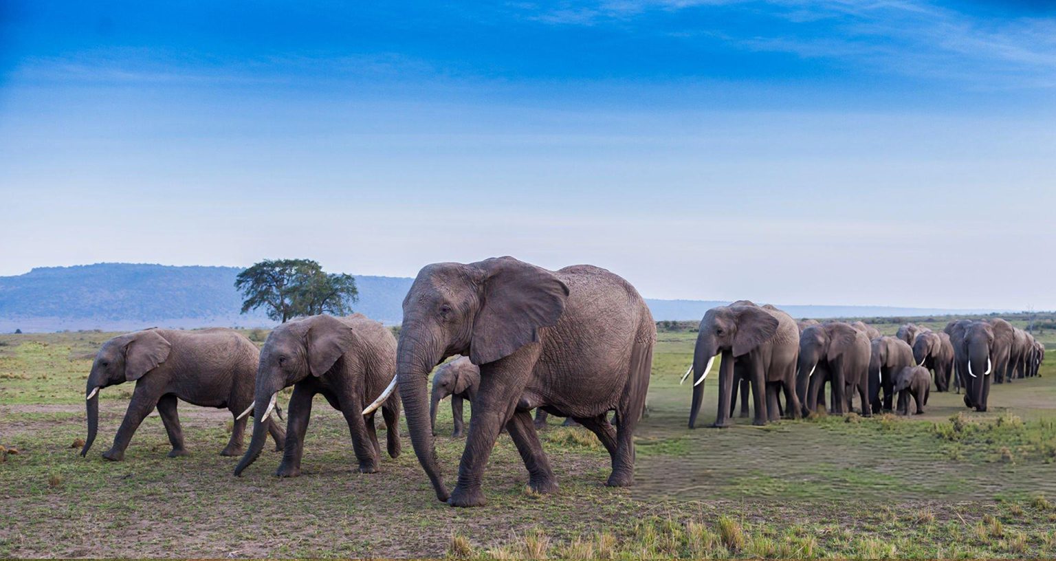 elephant’s worst enemy
