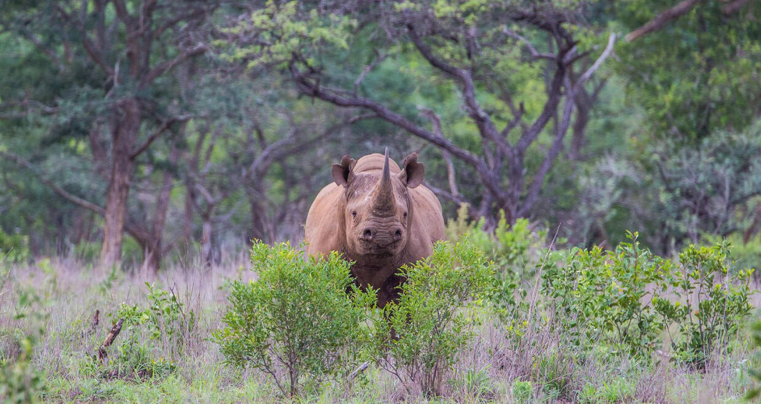 Why Are Black Rhinos Aggressive
