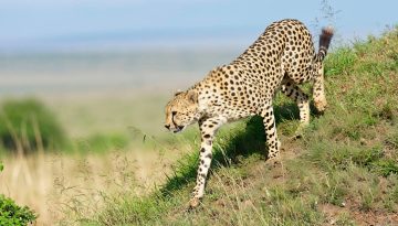 cheetahs love termite mounds