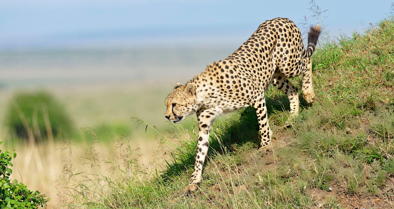 Can You See Cheetahs On Safari In Kenya? 3 cheetahs love termite mounds