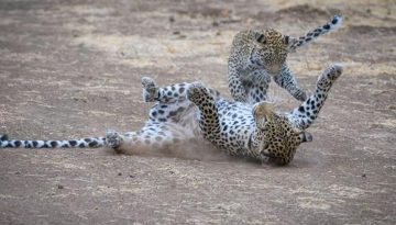 Leopard Cub Survival Rate
