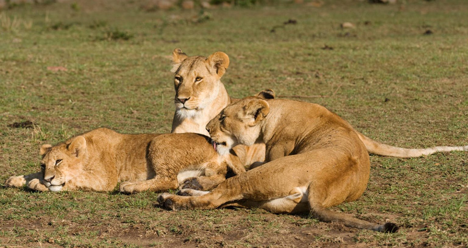 Lion Social Behavior