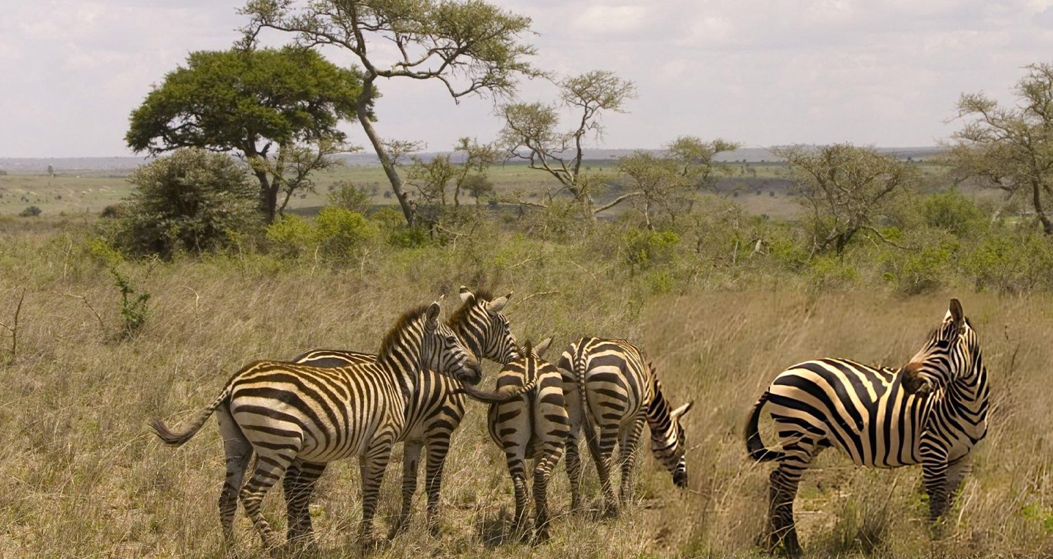 zebras don’t get ulcers