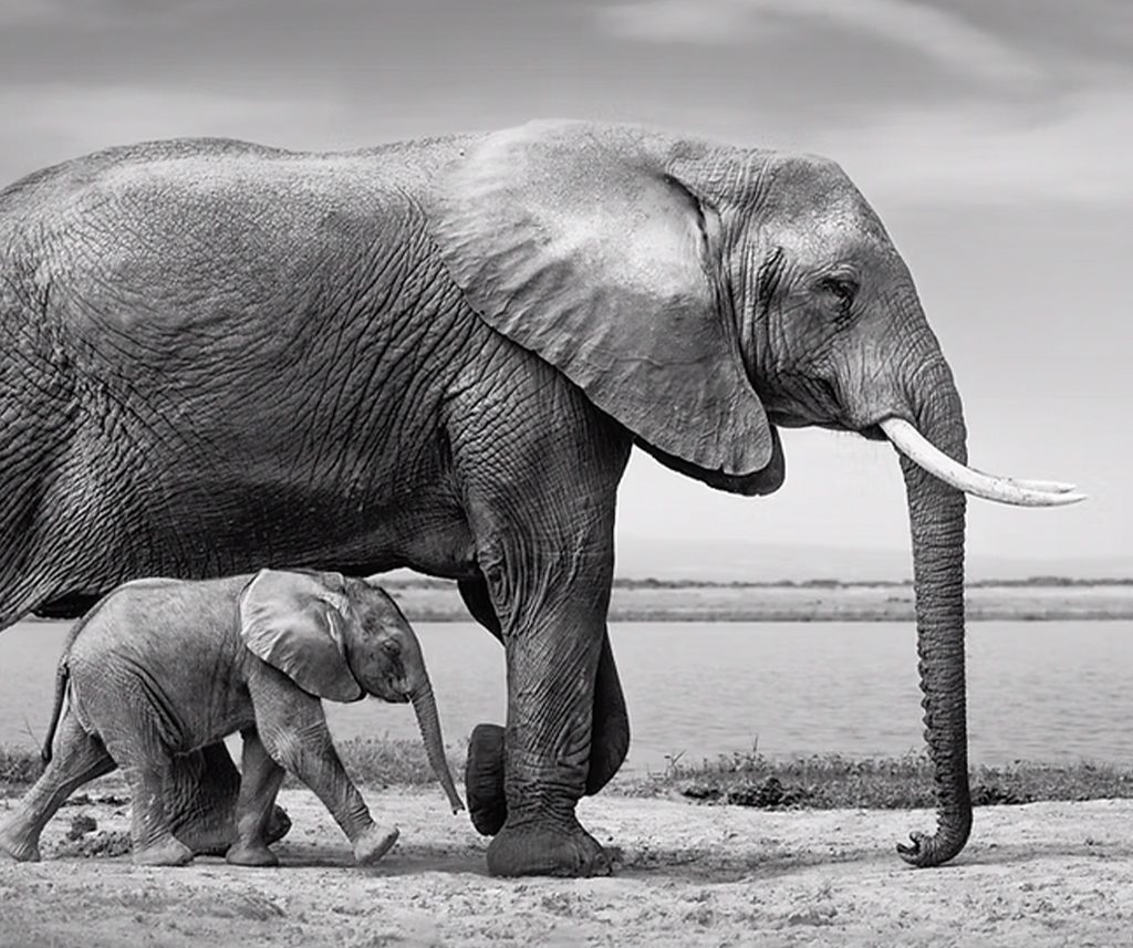 The Story Behind An Award-Winning Wildlife Photographs 3 wildlife photographs