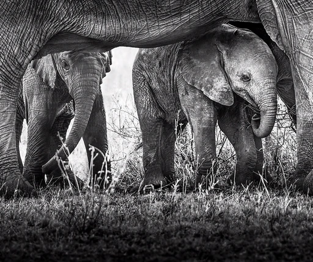 The Story Behind An Award-Winning Wildlife Photographs 4 wildlife photographs