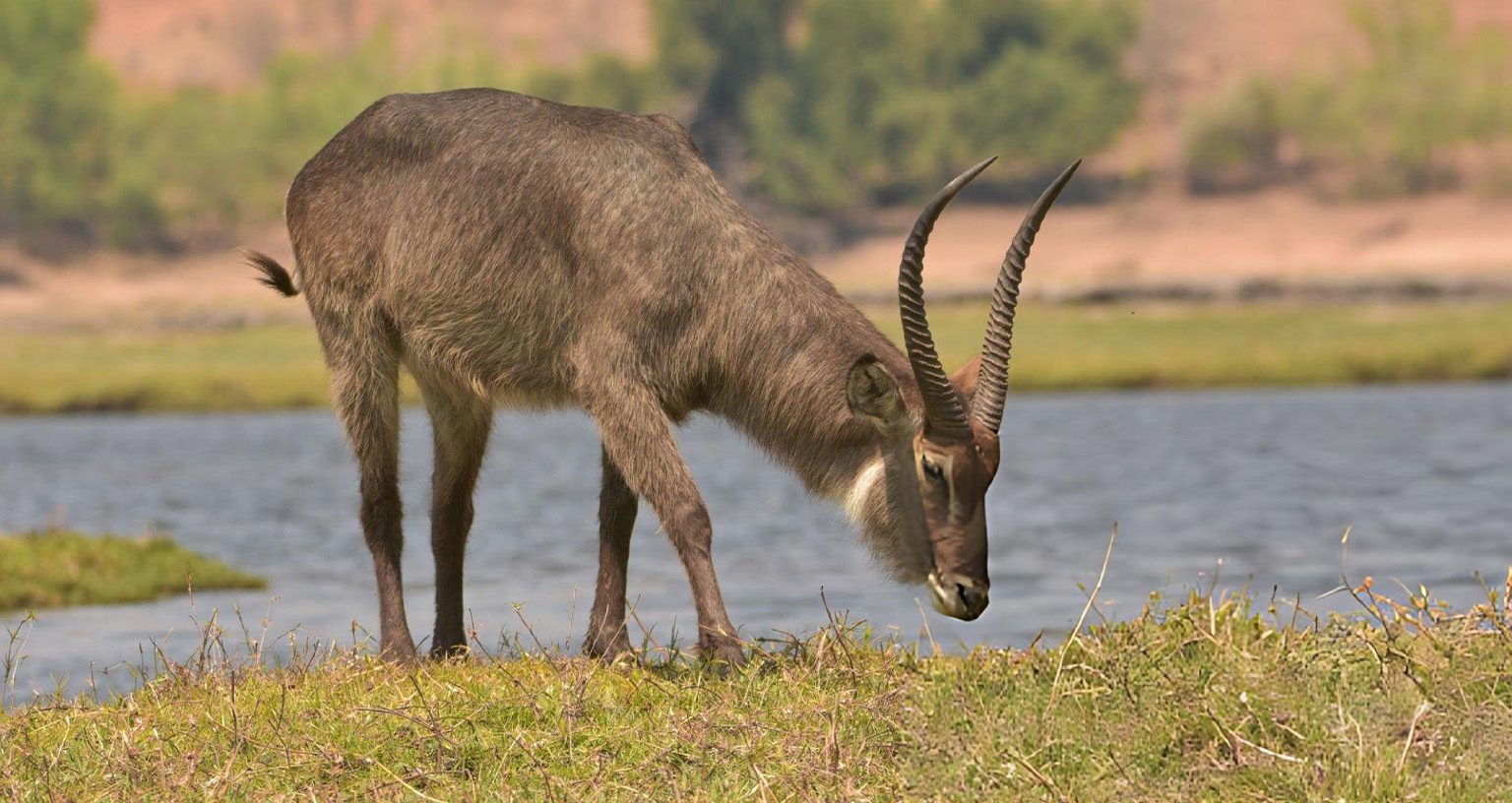 Why Waterbucks Smell So Bad? 3 how long do waterbucks live