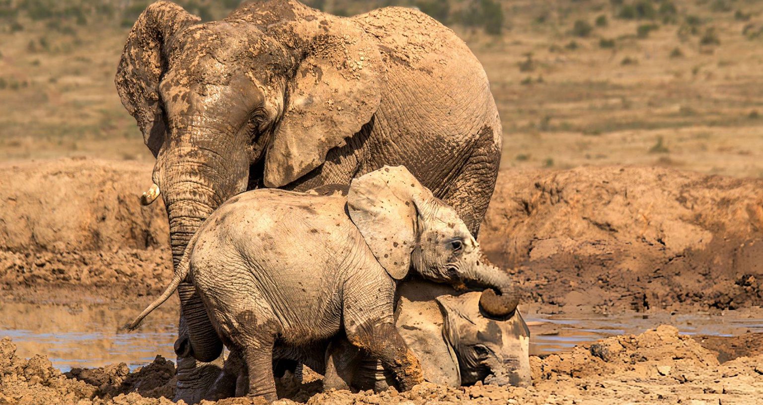 Elephant'S Lifespan: How Long Do Elephants Live In The Wild? 3 elephants roll in mud