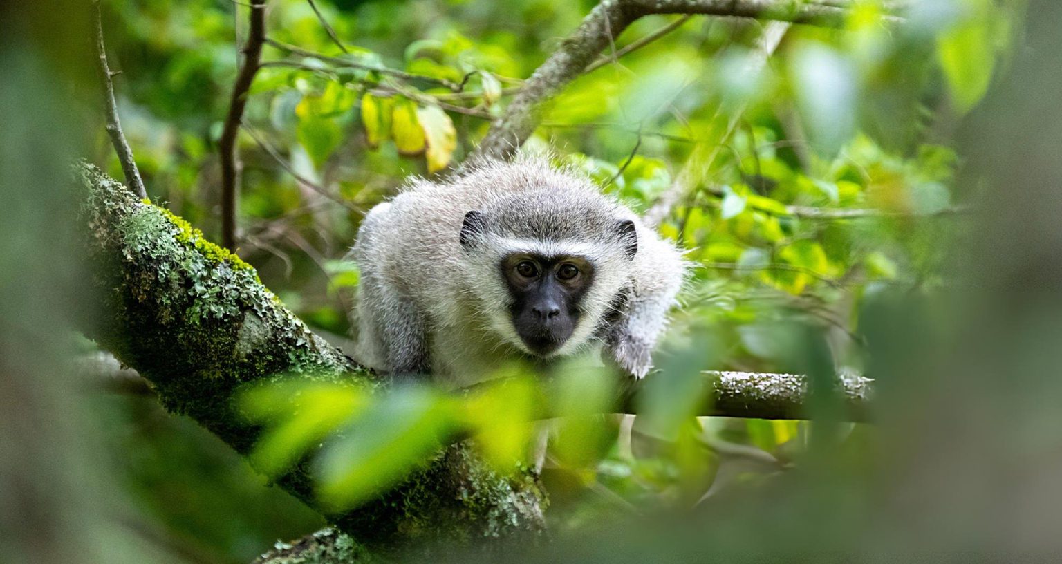 What Is Special About The Vervet Monkey? Semantic Calls &Amp; Social Intelligence 3 vervet monkey