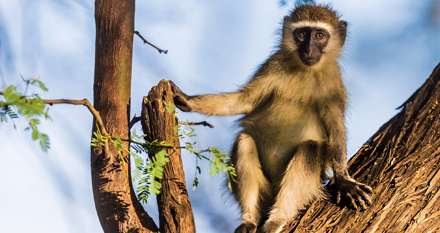 What Is Special About The Vervet Monkey? Semantic Calls &Amp; Social Intelligence 4 vervet monkey