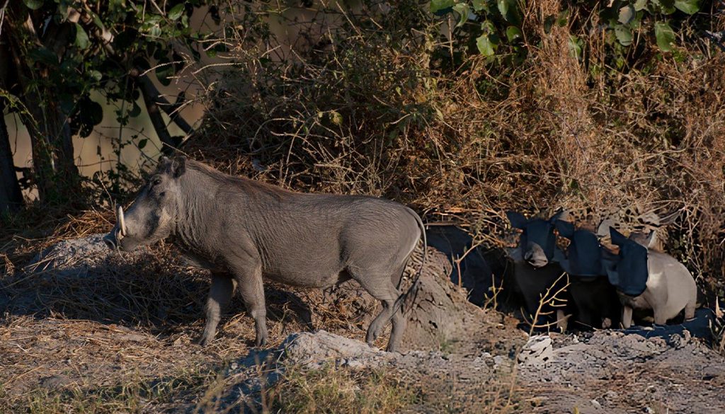 Are warthogs friendly