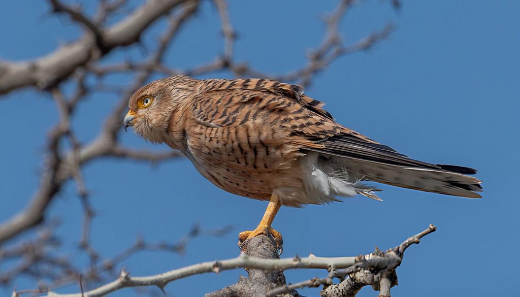 Is A Greater Kestrel A Falcon Or Hawk? 3 Is a Greater Kestrel a falcon or hawk