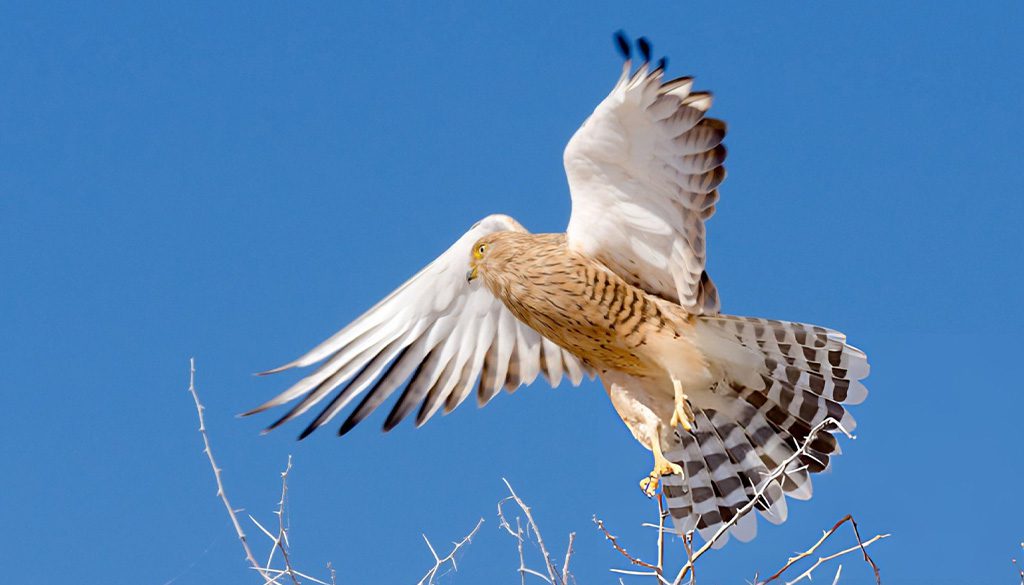 Is A Greater Kestrel A Falcon Or Hawk? 4 Is a Greater Kestrel a falcon or hawk
