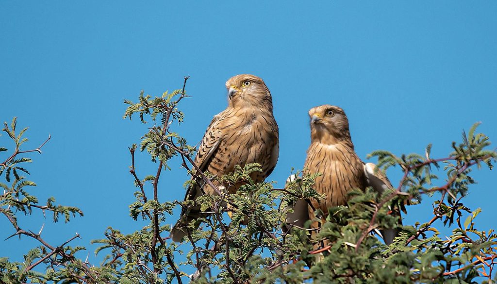 Is a Greater Kestrel a falcon or hawk