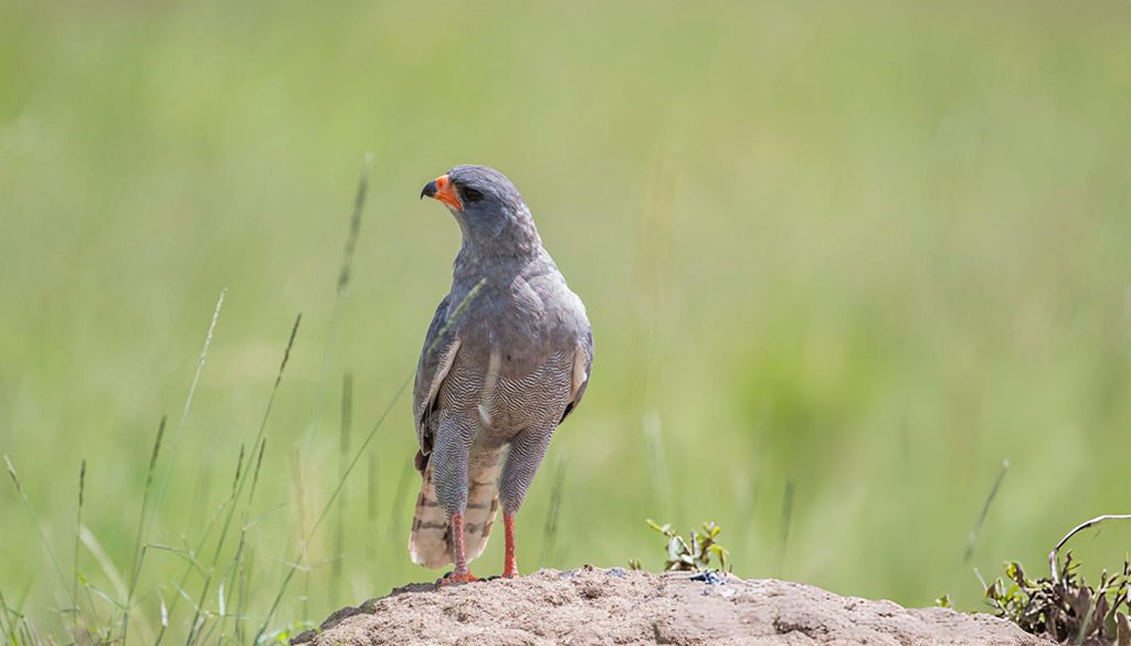 How Do You Identify A Lizard Buzzard? 2 Lizard Buzzard