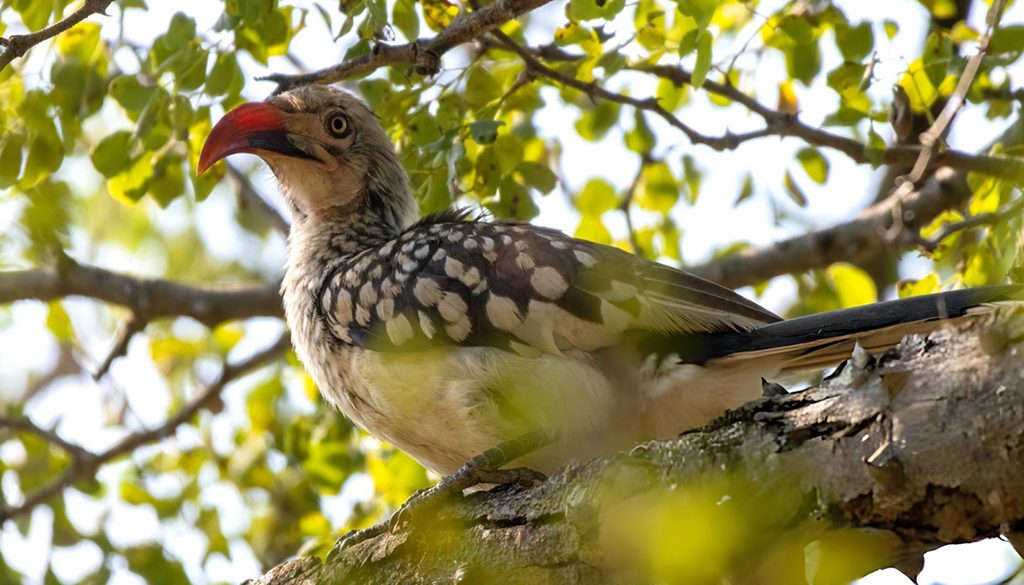 difference between a yellow-billed hornbill and a red-billed hornbill