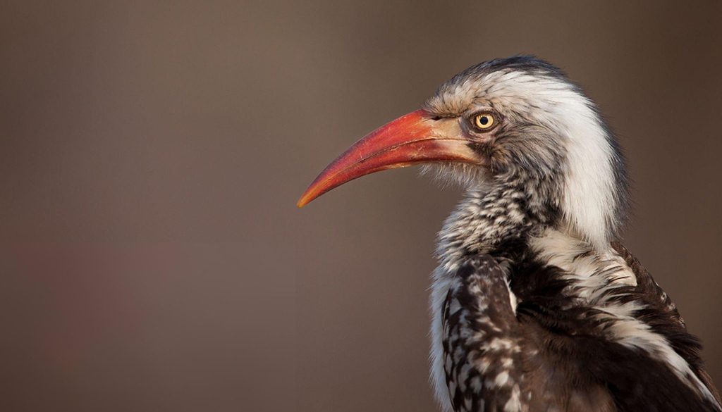 What Is The Difference Between A Yellow-Billed Hornbill And A Red-Billed Hornbill? 4 difference between a yellow-billed hornbill and a red-billed hornbill