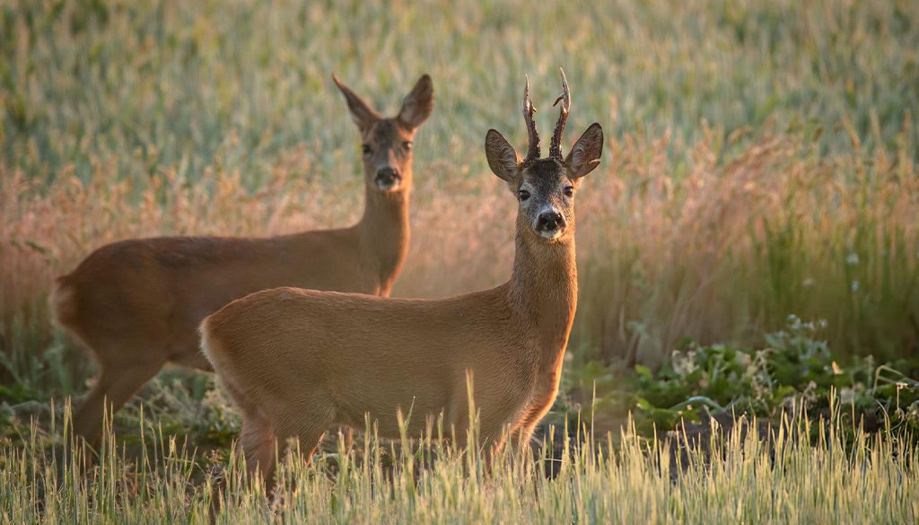 What Are Some Interesting Facts About The Reedbuck? 2 reedbuck